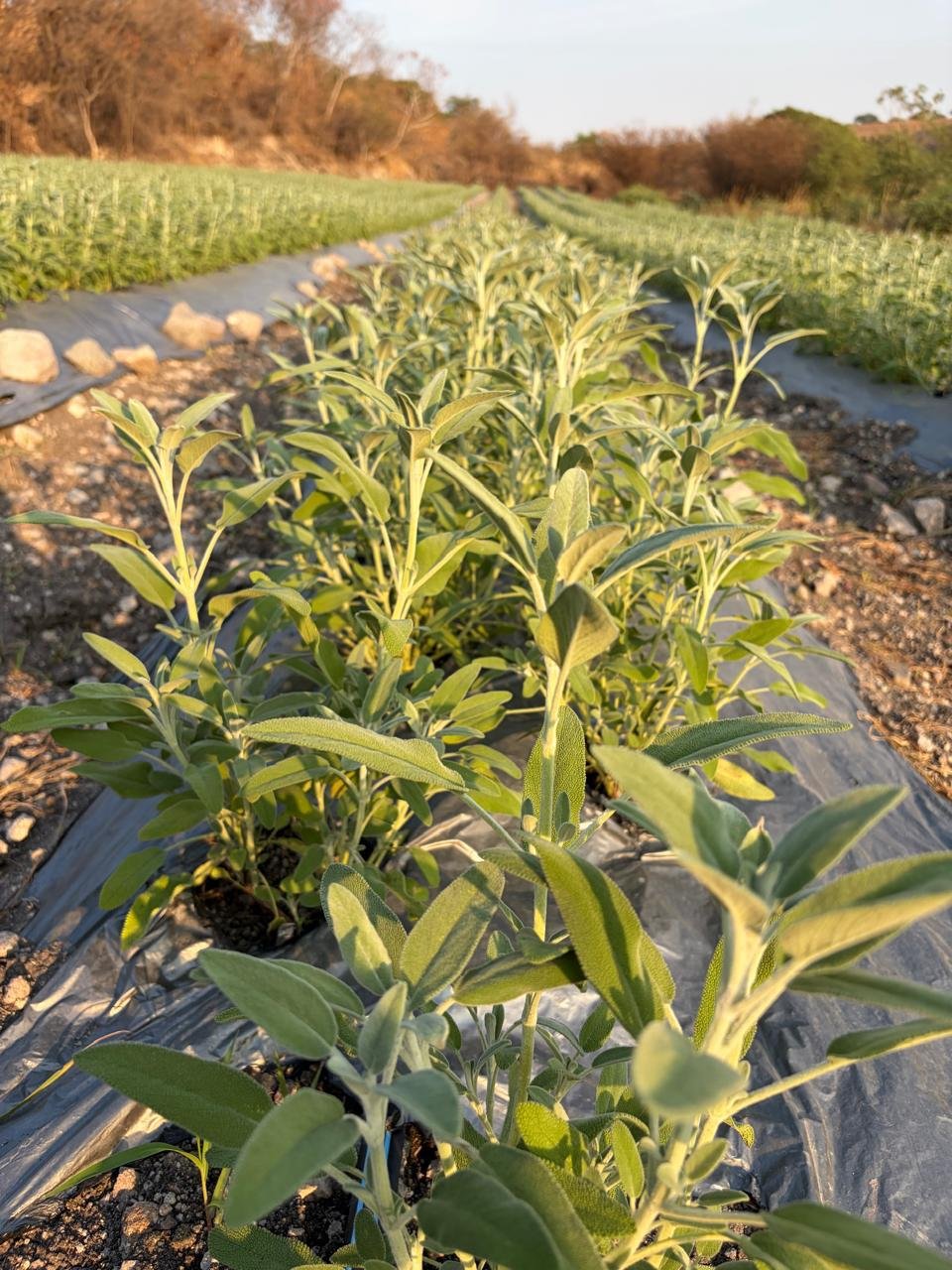 Producción agrícola Aroma de Huerto
